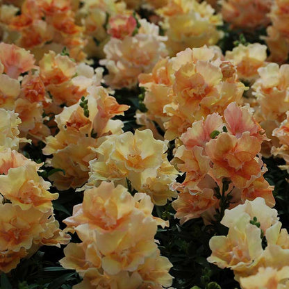 Snapdragon twinny peach orange and pink flowers with a green foliage background