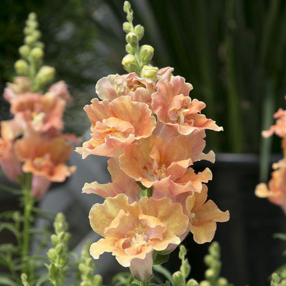 Snapdragon twinny peach light peach flowers with green stems on a blurred background