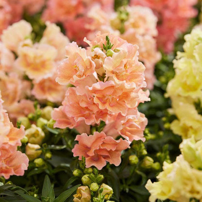 Snapdragon twinny peach orange and pink flower cluster with a green background