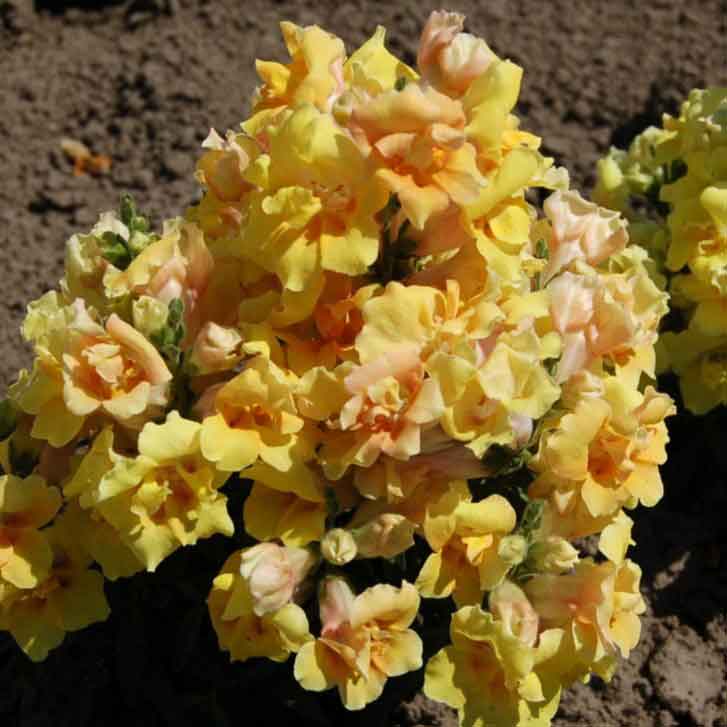 Snapdragon twinny yellow shades yellow flowers with orange hints on green background