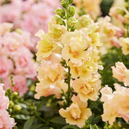 Snapdragon twinny yellow shades yellow flowers with a green leaf background