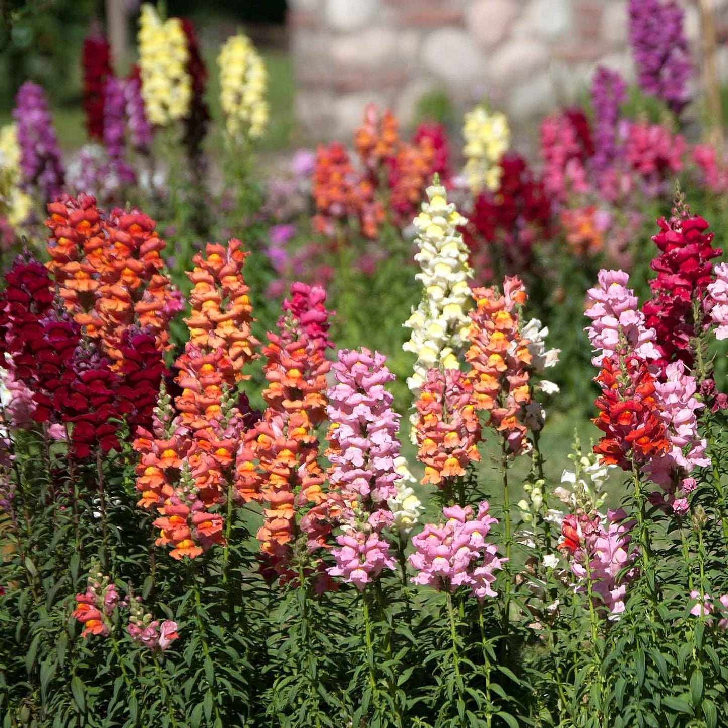 Snapdragon tetra mix purple and pink blooms on green stems with a blurred background