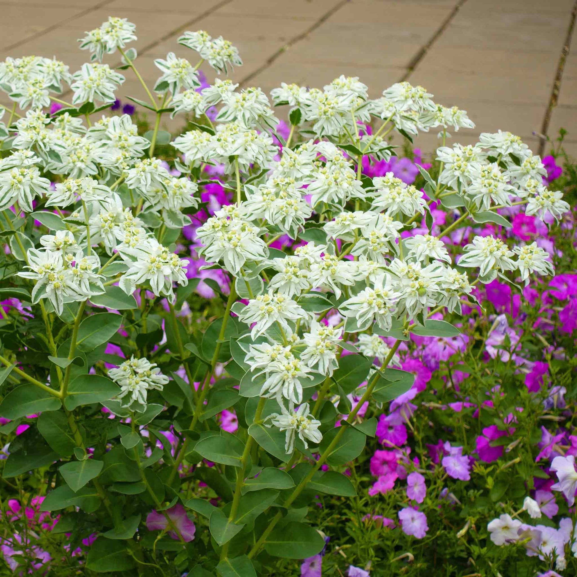 White snow on the mountain blooms with green leaves and pink flowers in the background.
