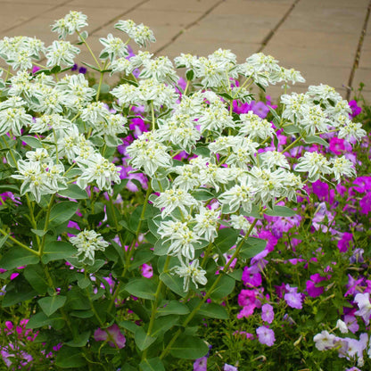 White snow on the mountain blooms with green leaves and pink flowers in the background.