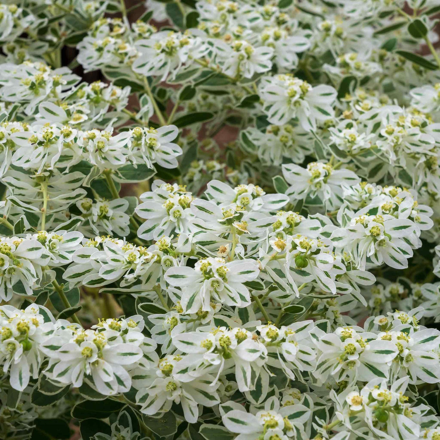 White-edged snow on the mountain leaves growing in a bright open garden setting.