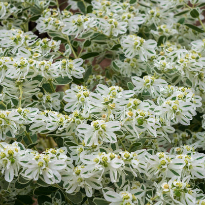 White-edged snow on the mountain leaves growing in a bright open garden setting.
