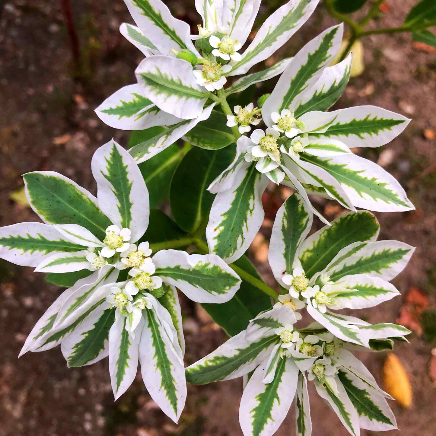 White and green snow on the mountain blooms against a blurred dark background.