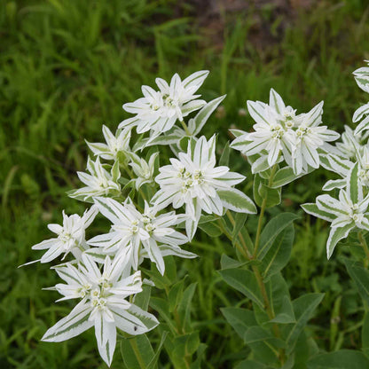 White snow on the mountain flowers with green leaves against a blurred green background.