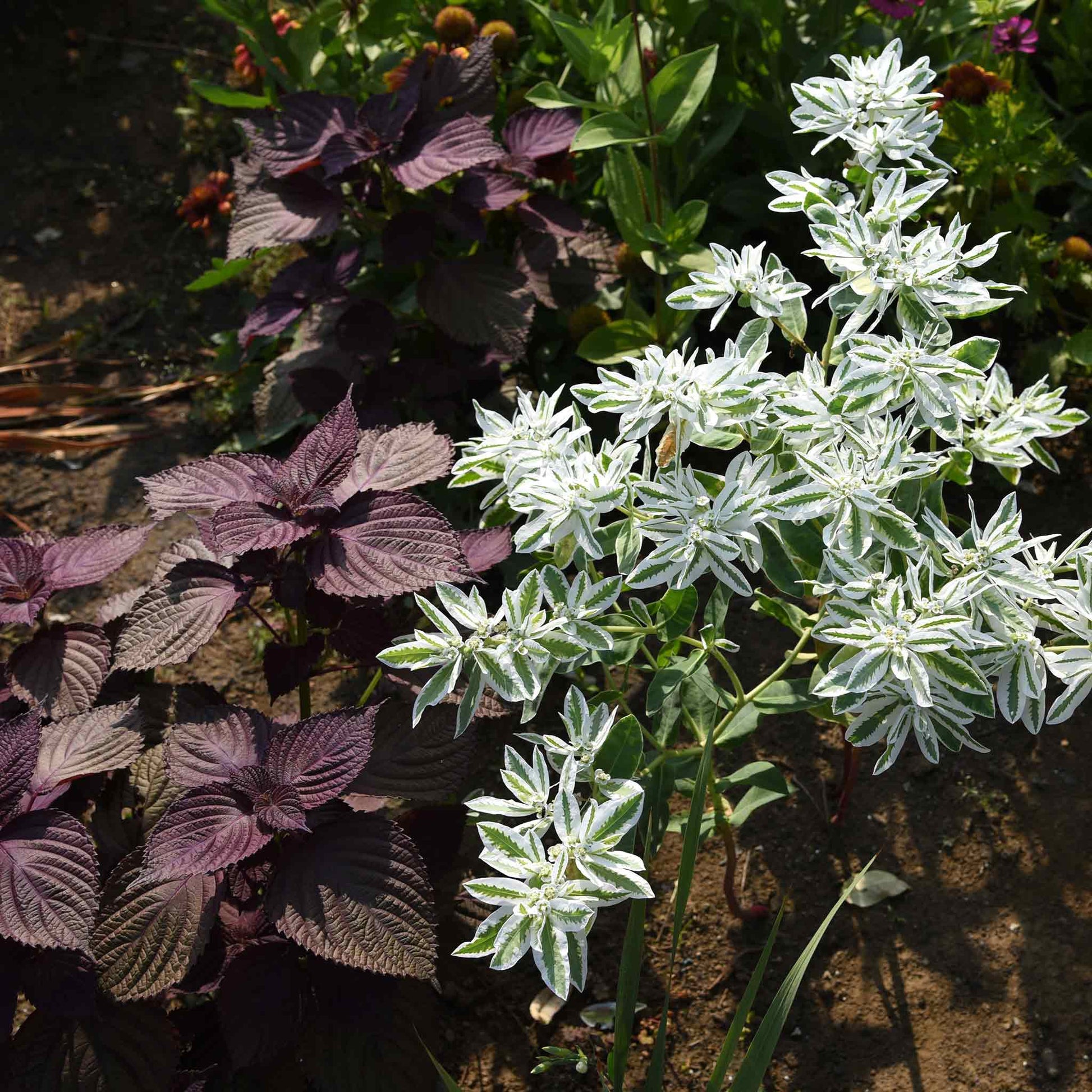 White snow on the mountain blooms with green and purple foliage in the background
