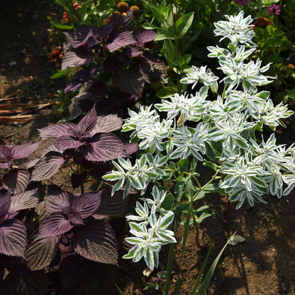 White snow on the mountain blooms with green and purple foliage in the background