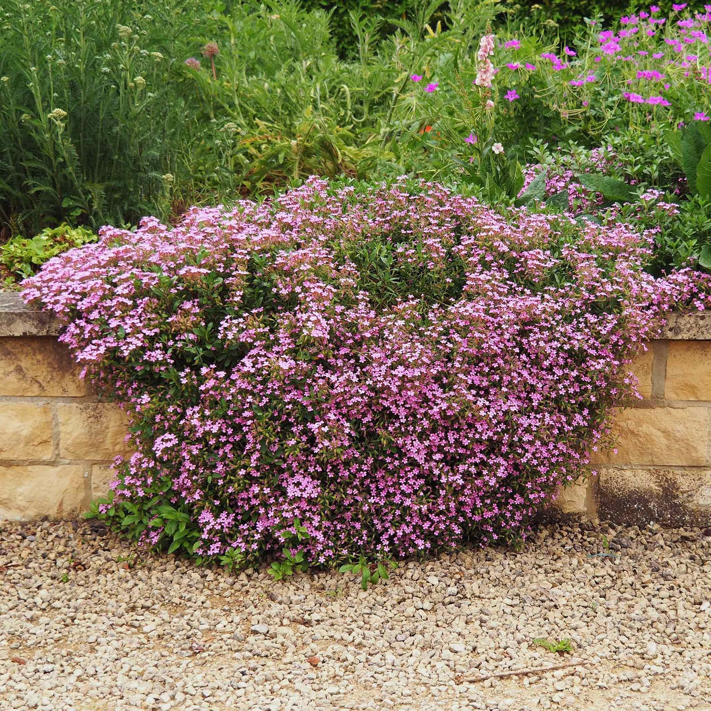 Pink Rock Soapwort flowers covering a mounded plant on a sandy stone background