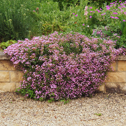 Pink Rock Soapwort flowers covering a mounded plant on a sandy stone background
