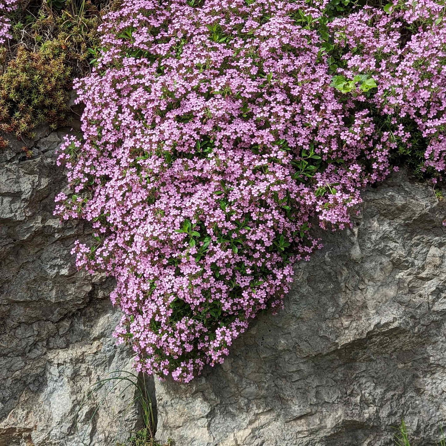 Pink Rock Soapwort flowers cascading over a large gray rocky background