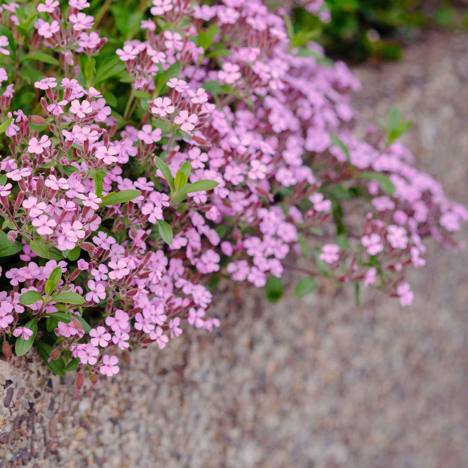 Pink Rock Soapwort small five-petaled flowers clustered on green stems on a rocky background