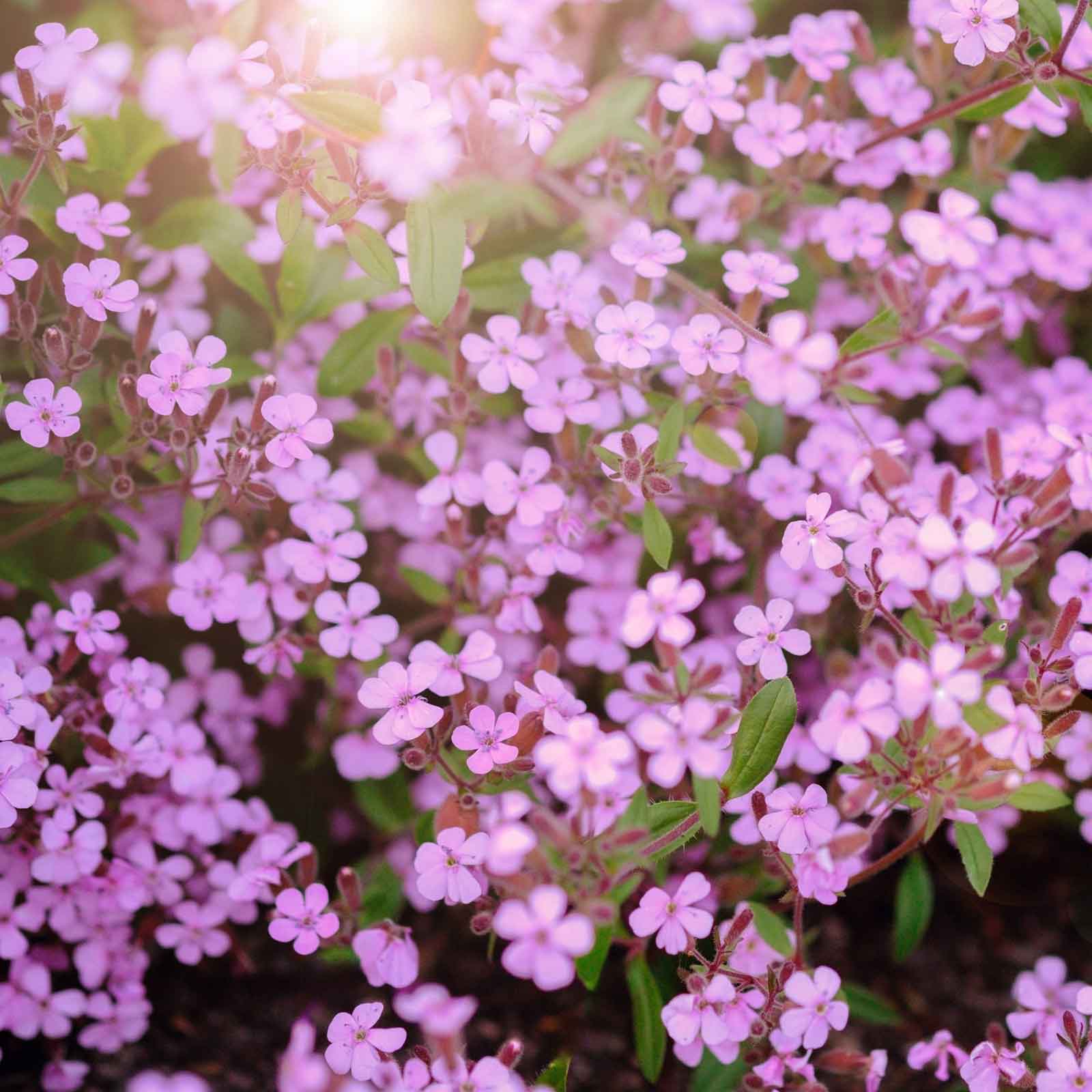 Pink Rock Soapwort flowers in full bloom with a soft blurred green background