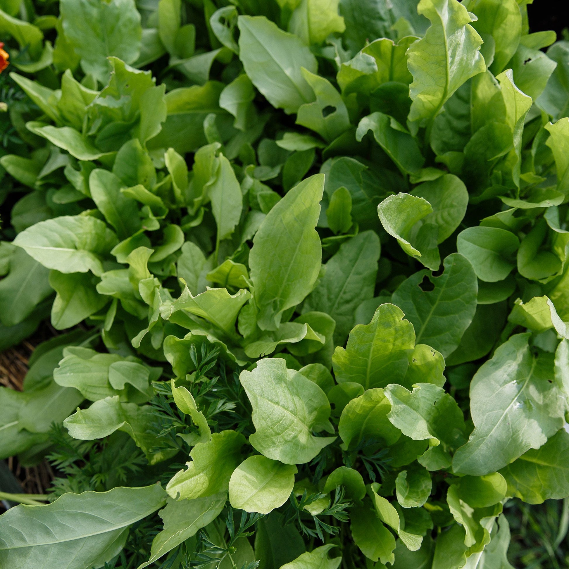 Pointed, bright green sorrel leaves growing in a thick cluster on a plant outdoors.