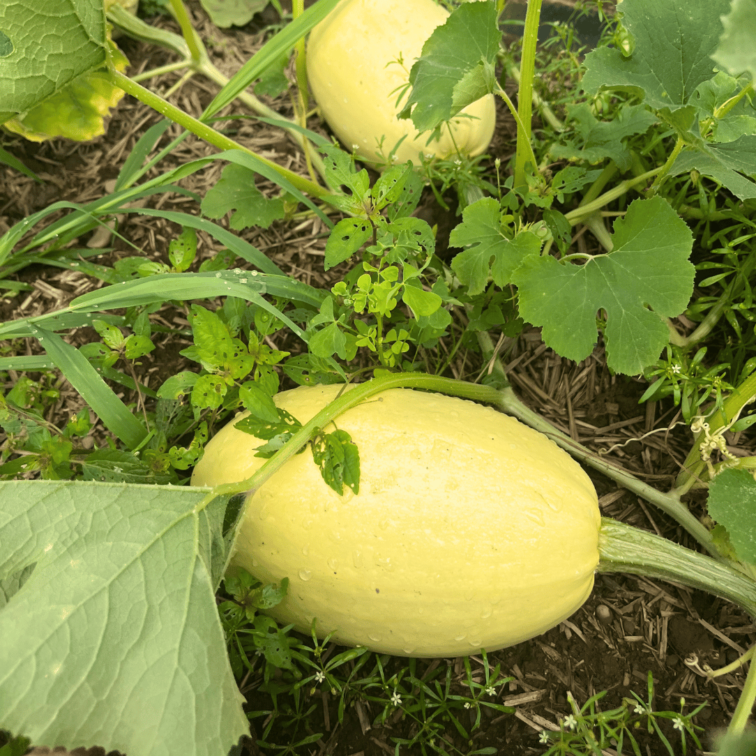 Spaghetti Squash Seedlings