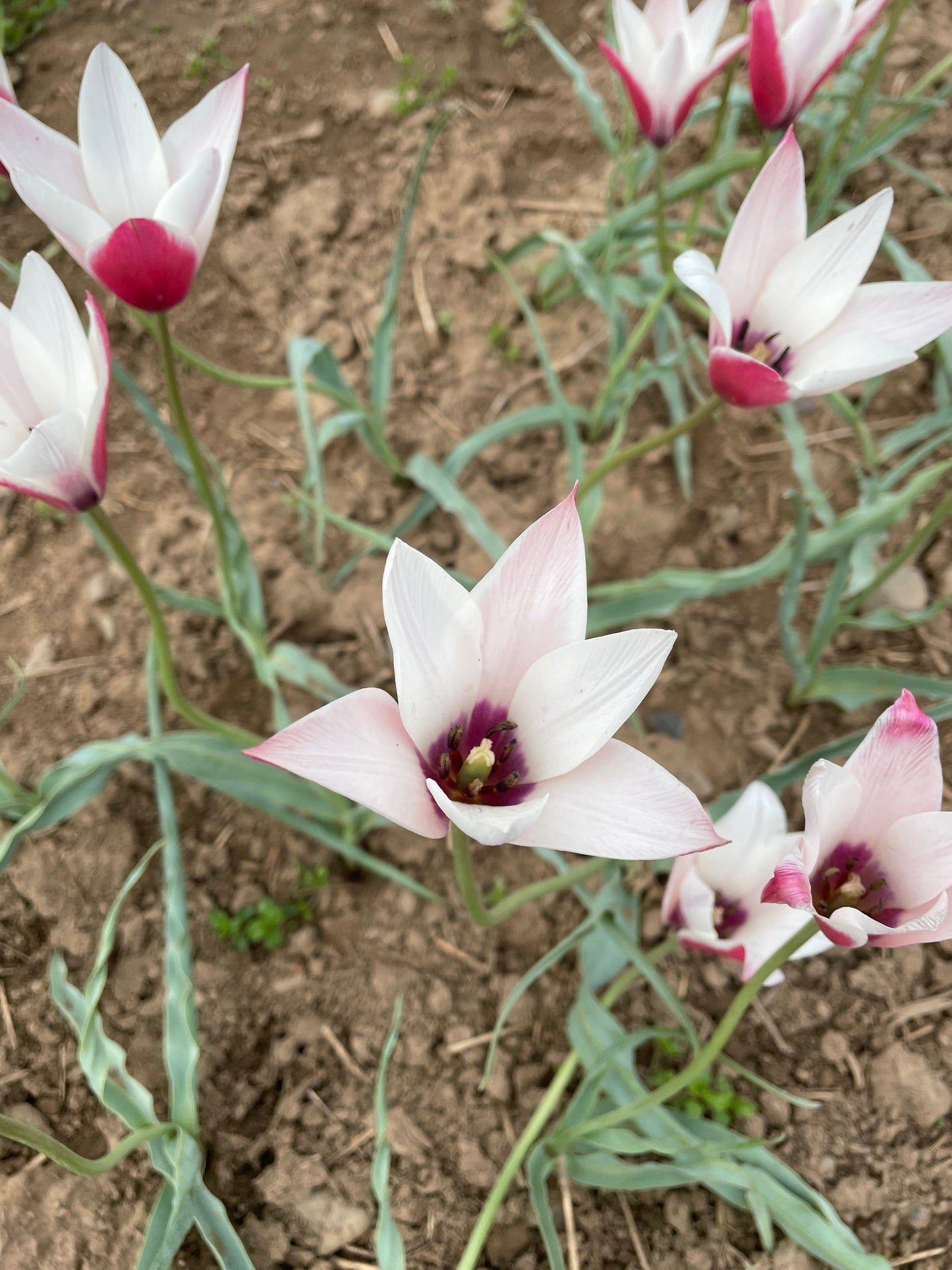 Species Tulip 'Peppermint Stick'