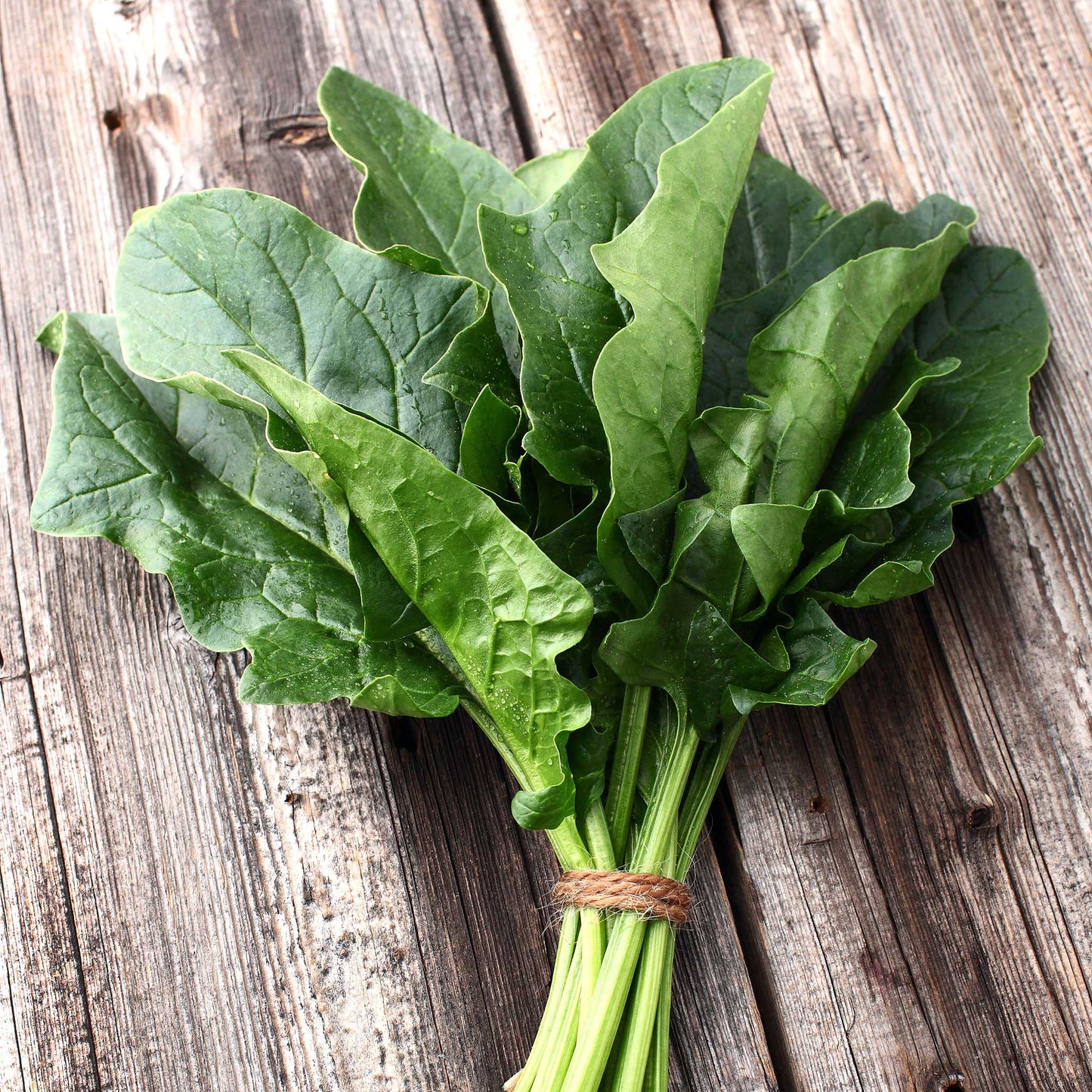 Bloomsdale Long Standing spinach plant with green leaves, showing its texture and vibrant color.