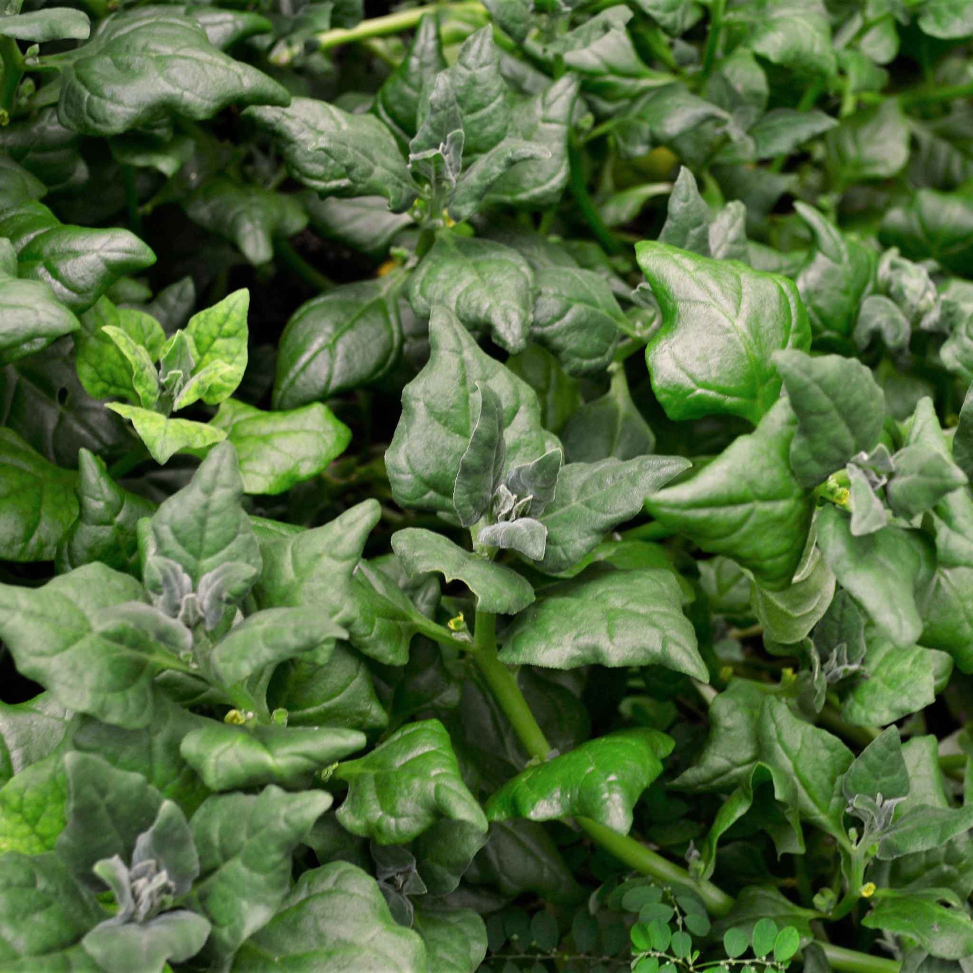 A pile of New Zealand spinach showing its deep green color.