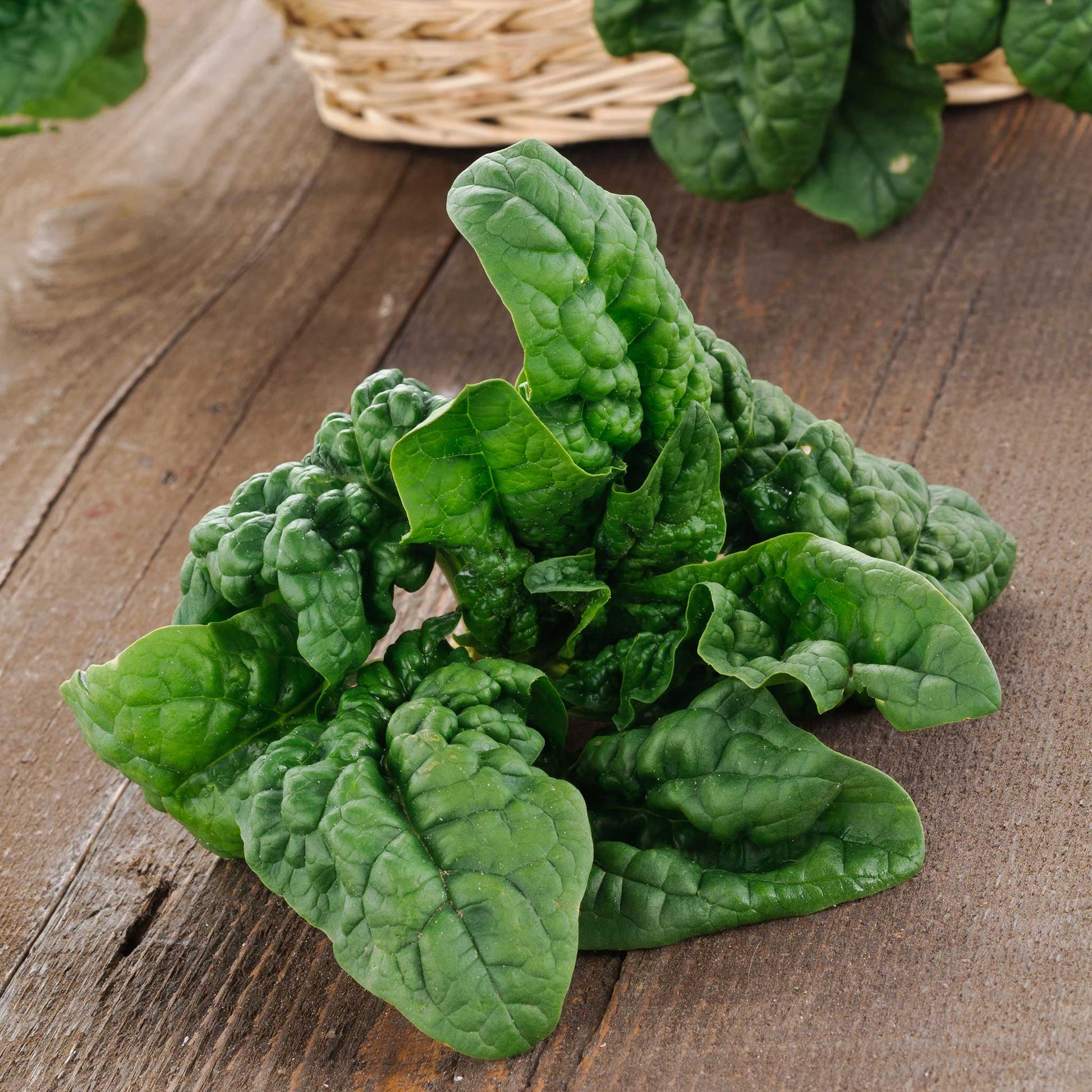 A close-up of a vibrant Noble Giant spinach plant with large, crinkled leaves.