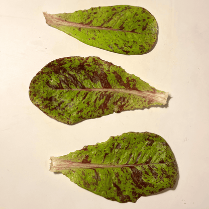 Spotted Trout Lettuce