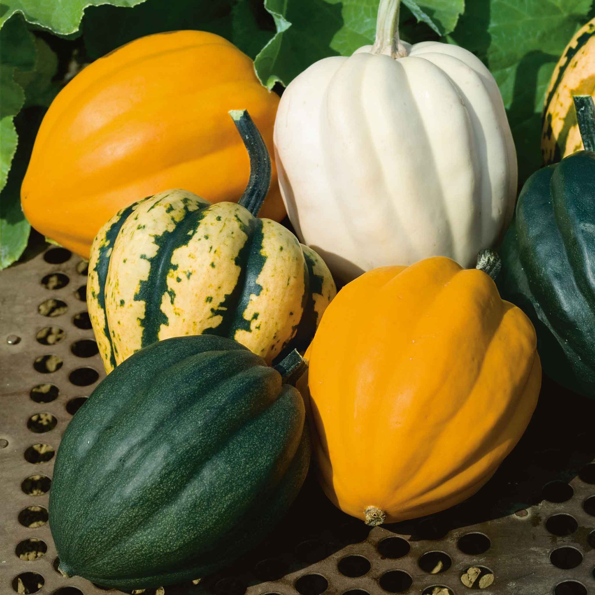 A variety display of Autumn Acorn Blend showing the different colors.