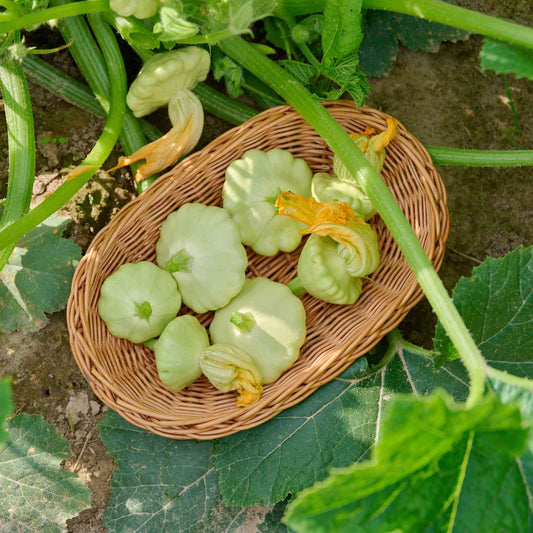 A bowl of Bennings Green Tint Scallop squash showing vines, leaes, and flowers.