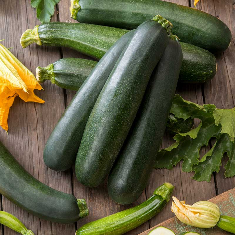 Black Beauty squash surrounded by lush leaves and dirt. | copyright: Floramedia UK Ltd