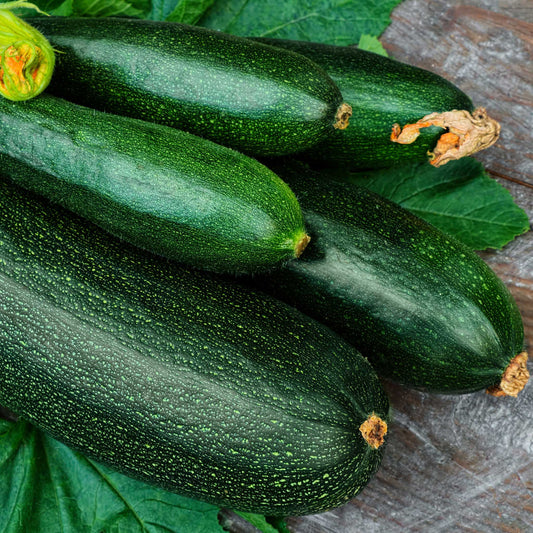 Dark green zucchini squash with a slightly bumpy texture, shown against a light background.