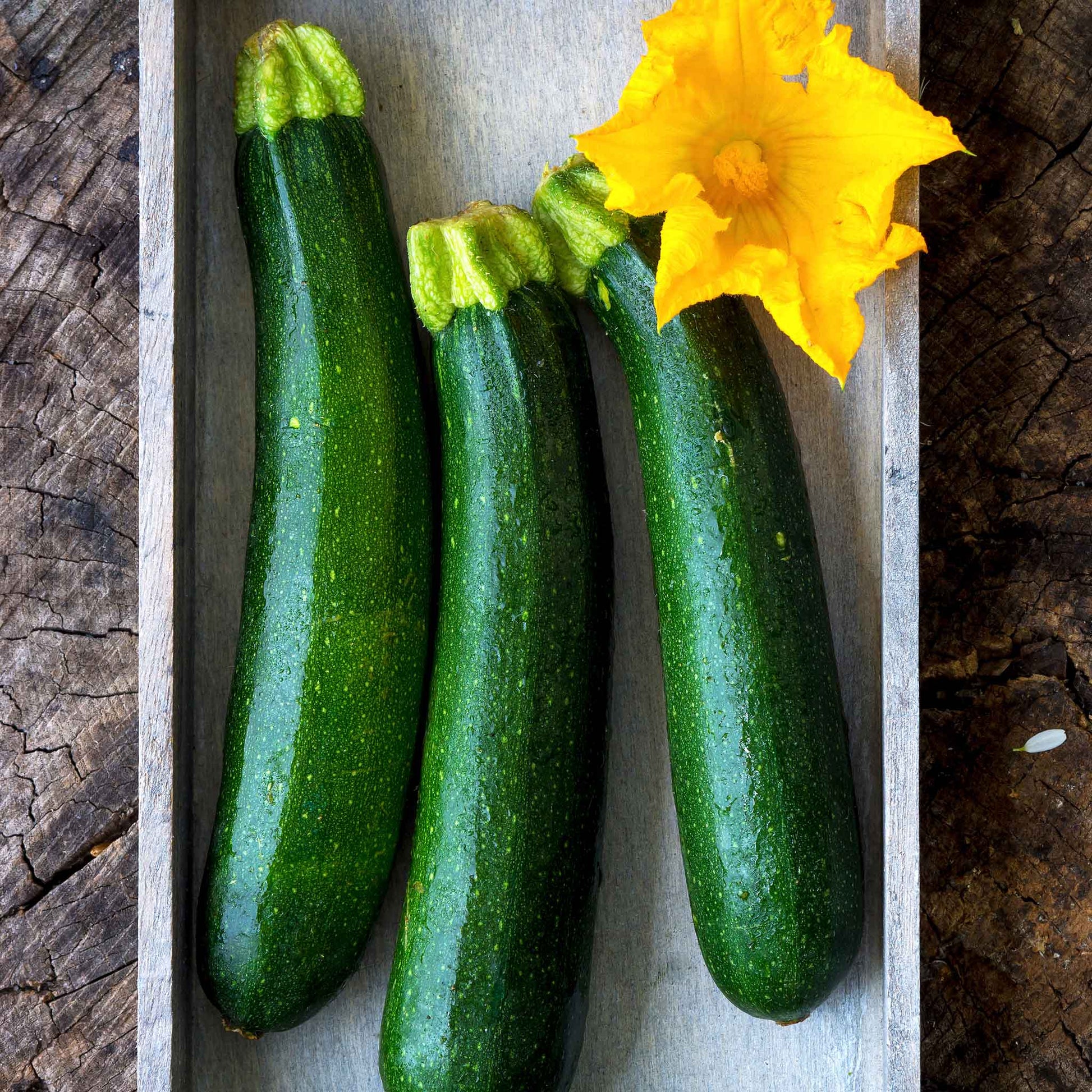 A close-up of green Fordhook Zucchini squash on a white background.