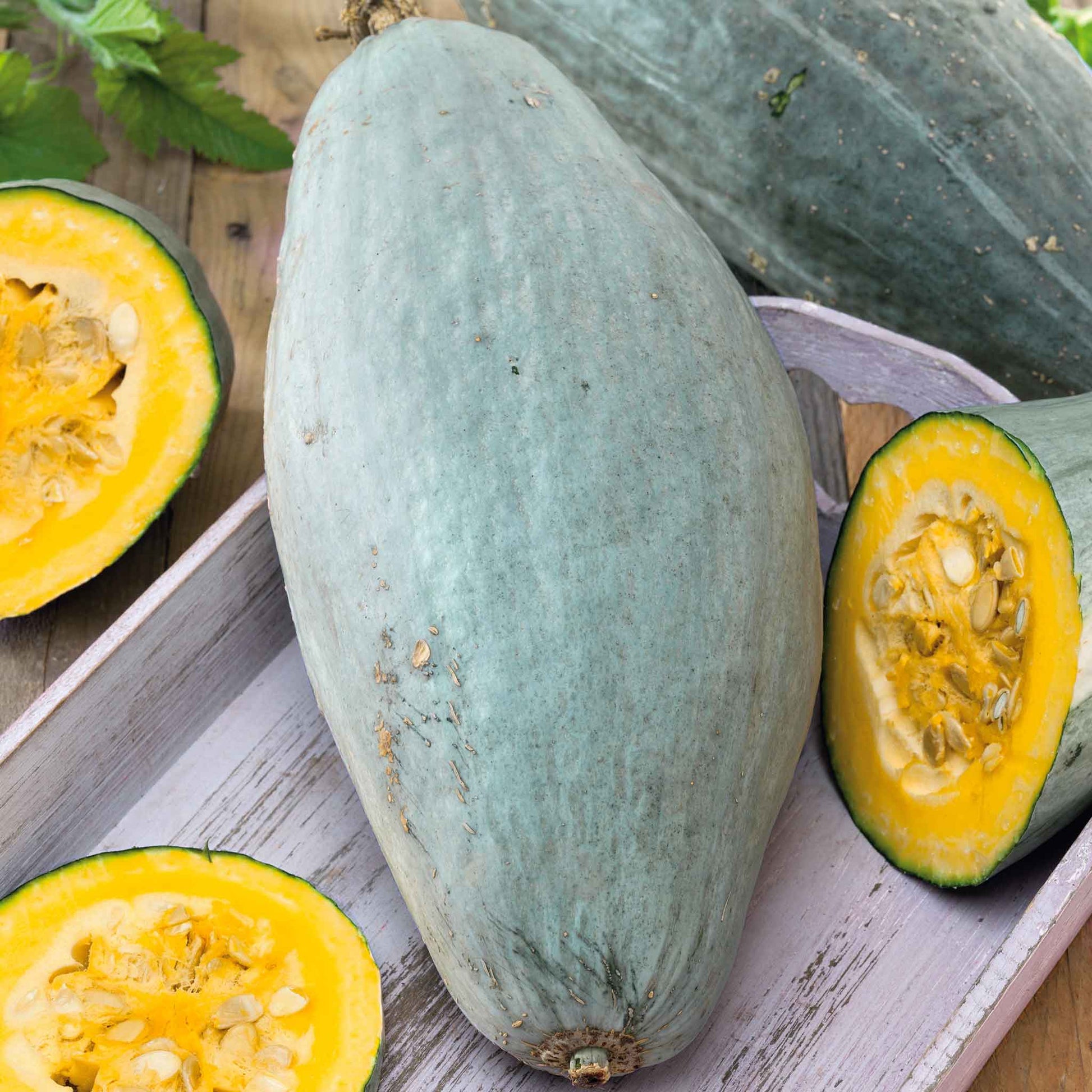 A large oblong Guatemalan Blue squash with light blue skin also showing the inside orange flesh.
