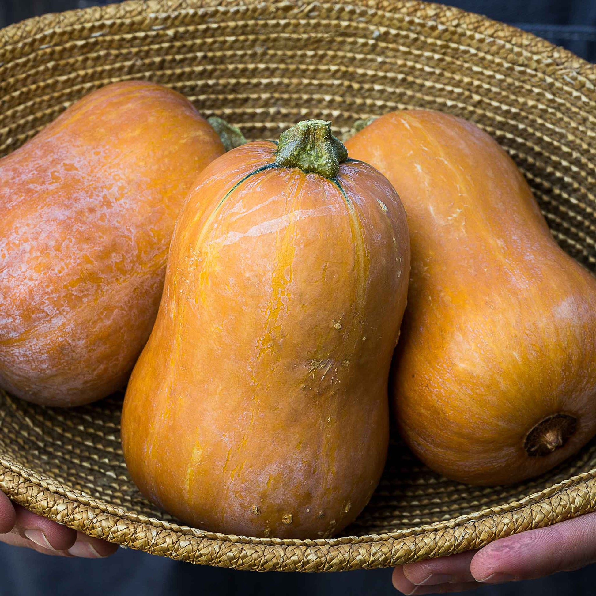 A Honeynut squash with a dark green stem showing stout bulbous body.