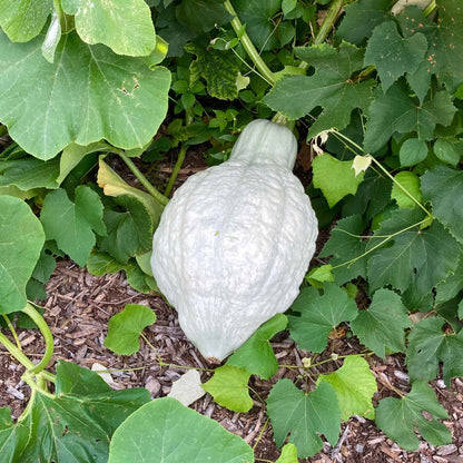 A Hubbard Blue squash on the vine sitting on the ground with green stripes.