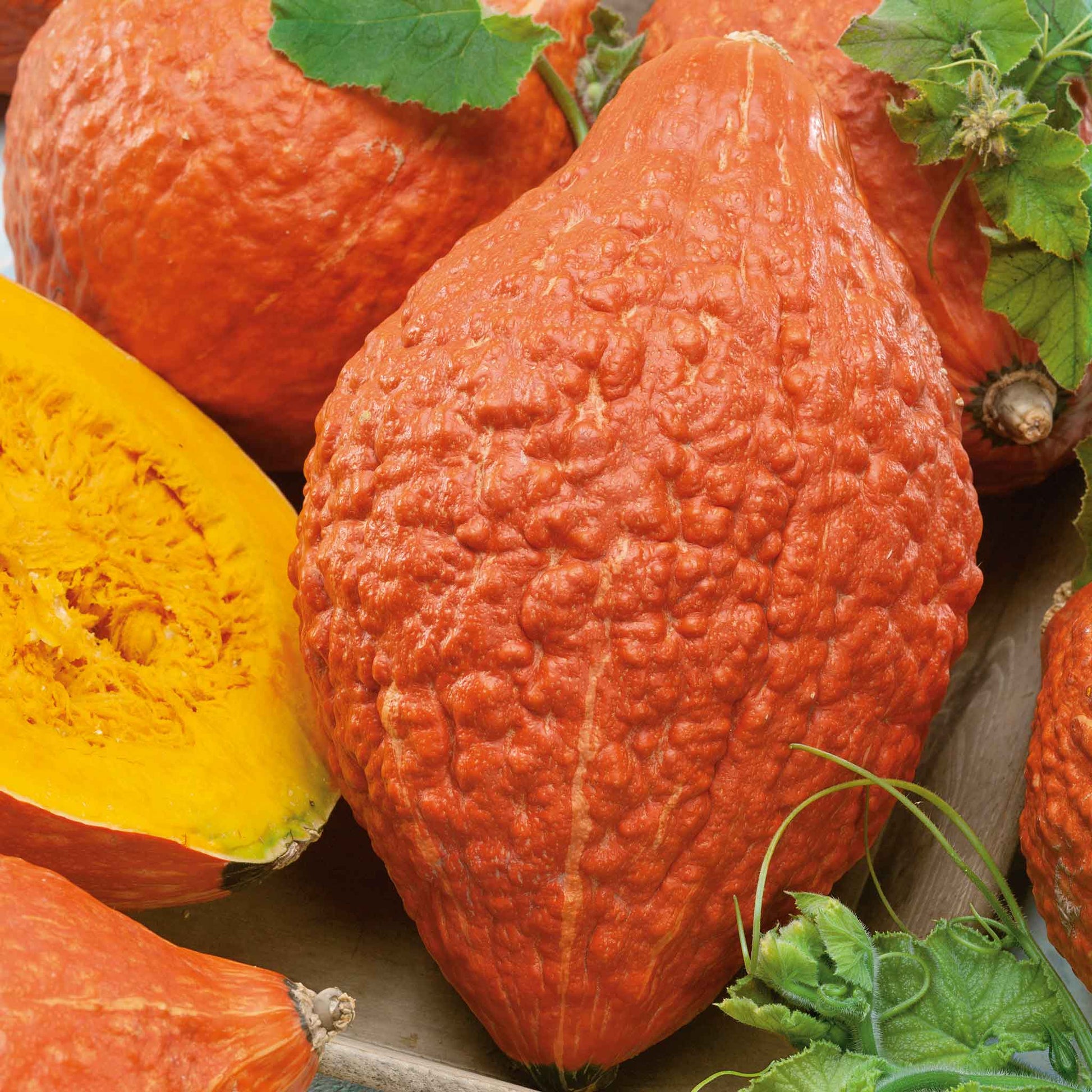 Close up on Hubbard Golden squash showing the bumps on the skin.