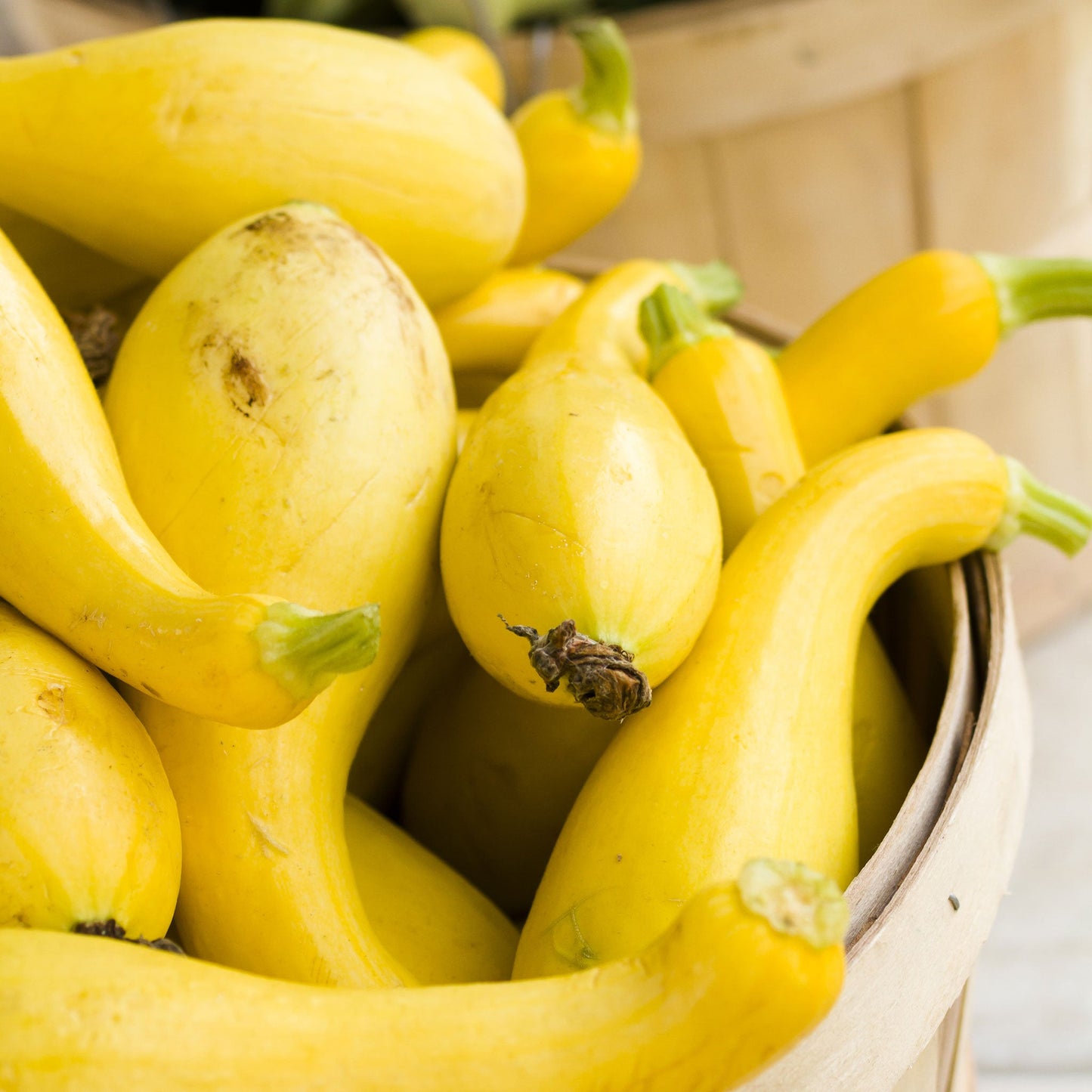 A bowl of Golden Summer Crookneck squash showing a narrow neck and bulbous body.