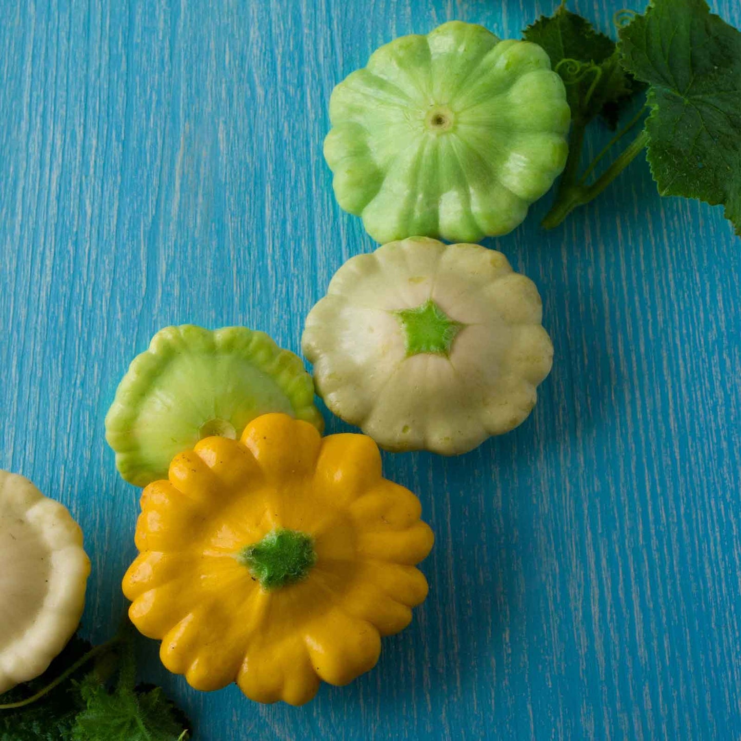 A close-up of Scallop Blend squash of green and yellow scallop squash, showing their unique, flattened, and ridged shapes.