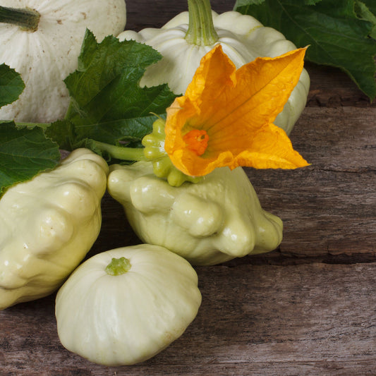 White Scallop squash showcasing orange flower and unique scallop shape.