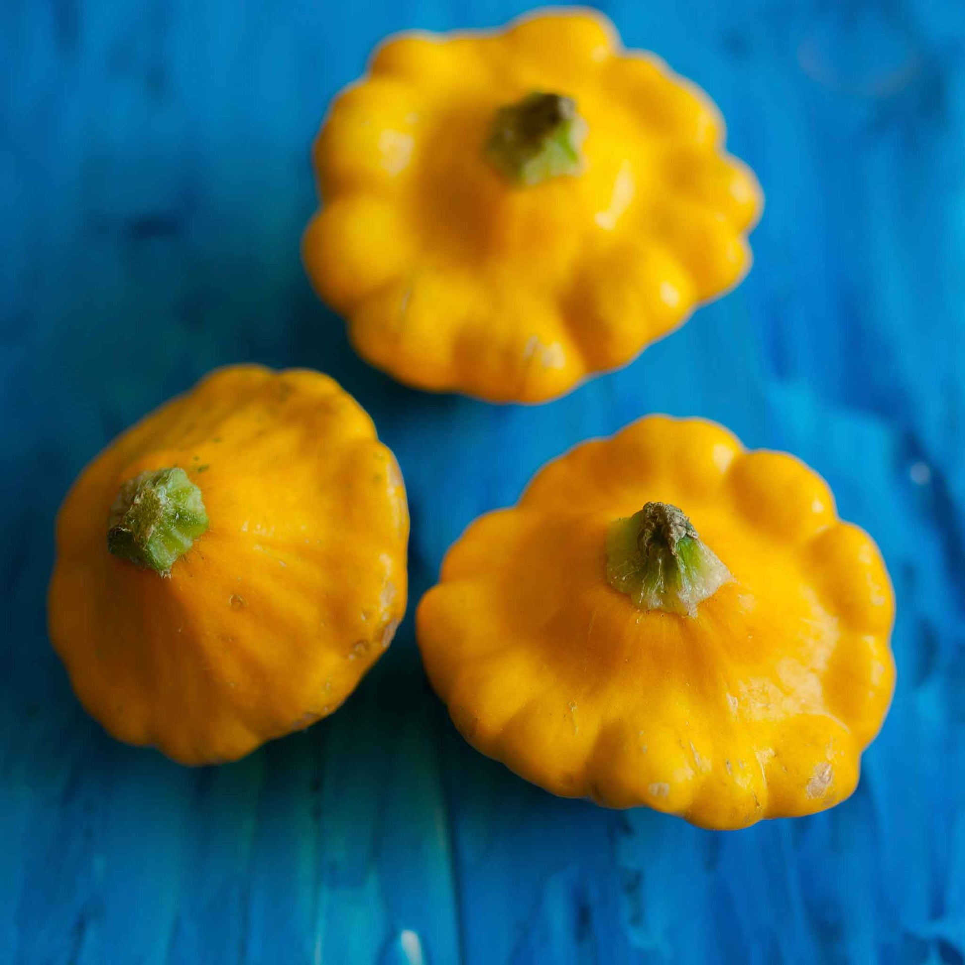 Scallop Yellow Bush squash showcasing orange skin and unique scallop shape.