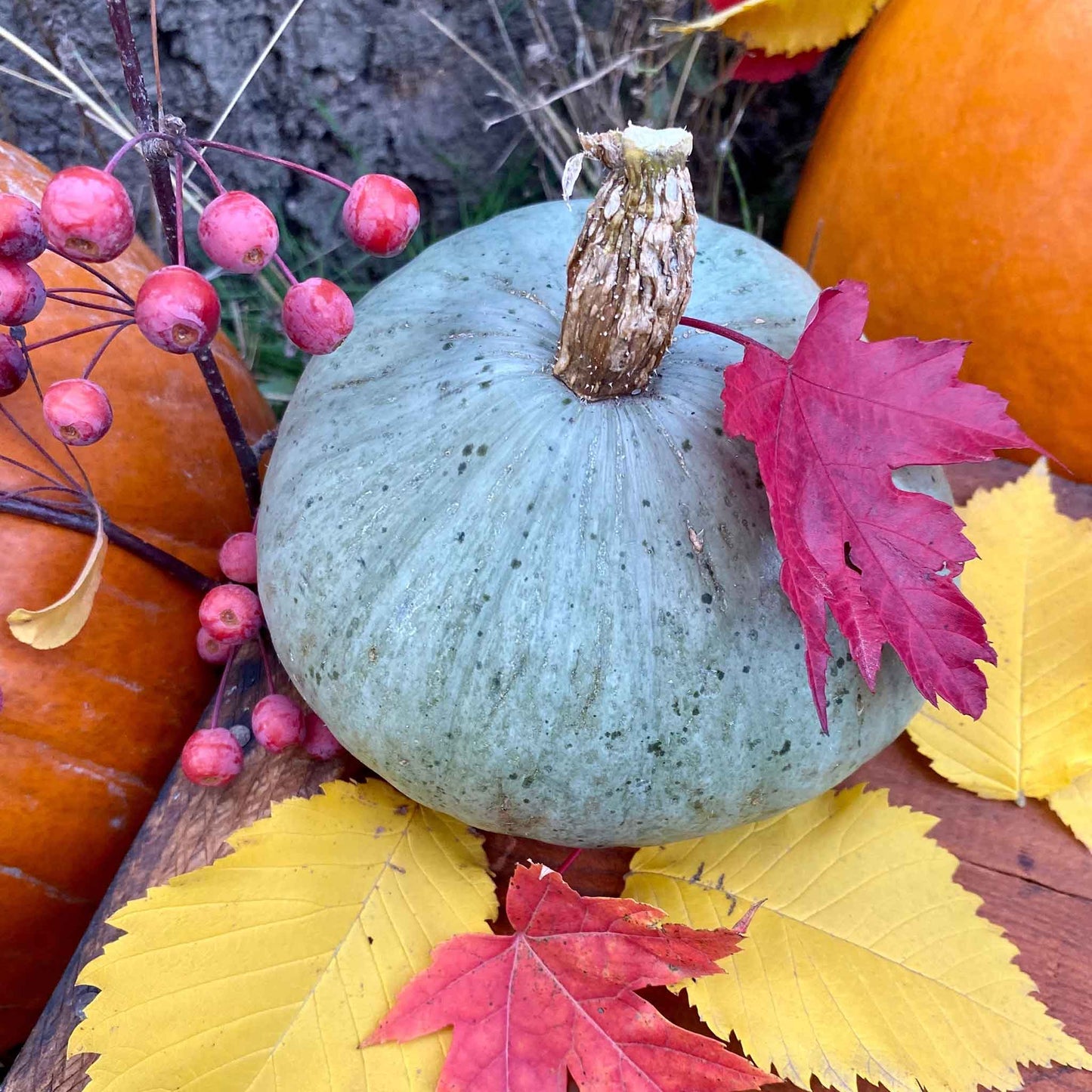 Sweet Meat winter squash with a light blue-green skin and a textured, bumpy surface is pictured against a plain background.