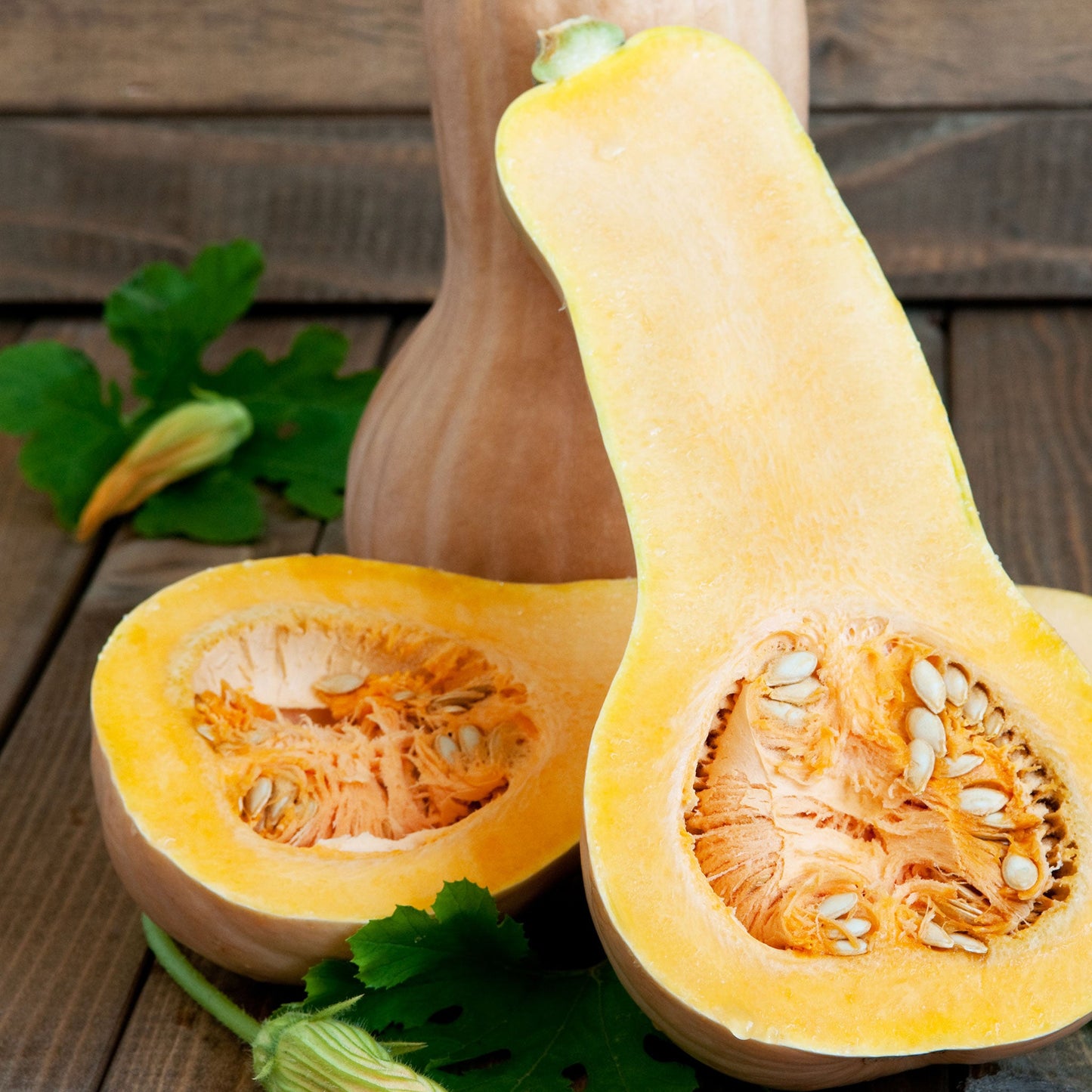An elongated, Waltham Butternut squash with a slightly bulbous end showing the unique shape.