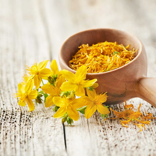 Wooden scoop filled with yellow dried st johns wort flowers next to fresh yellow flowers on a wooden surface
