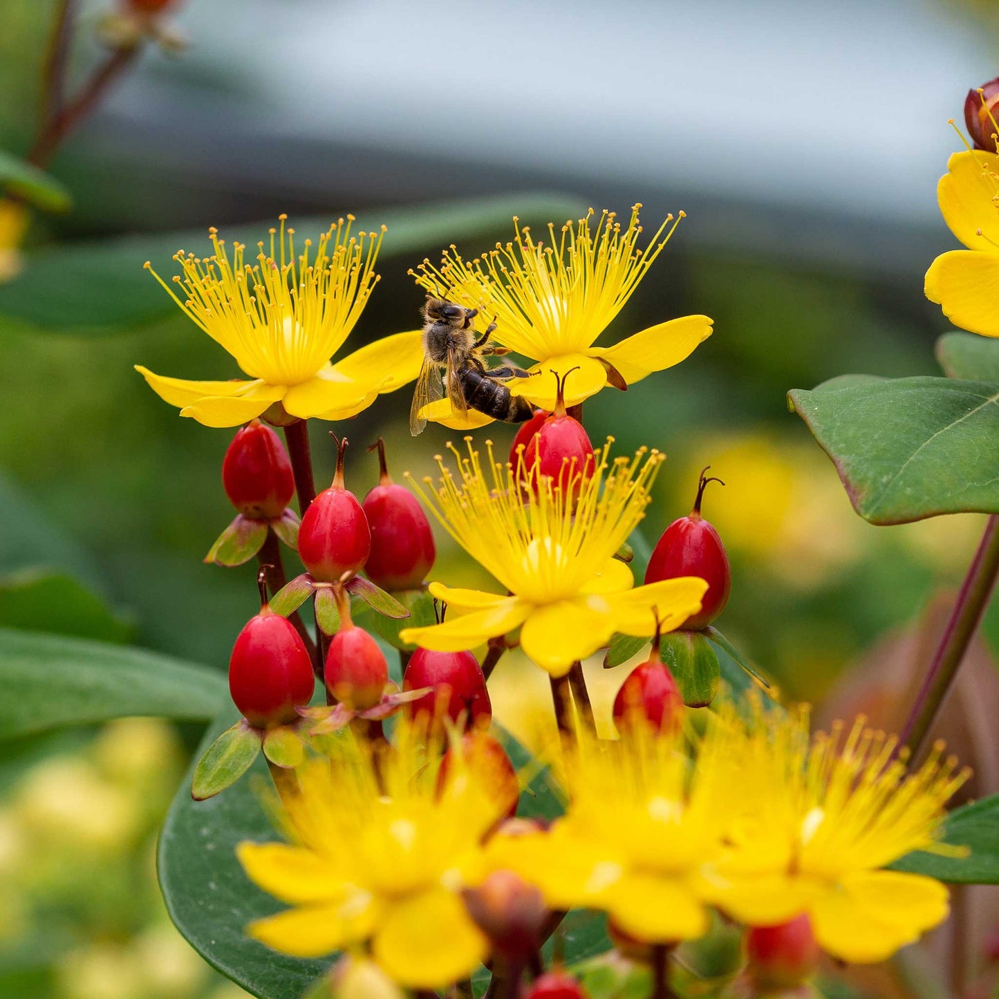 Yellow st johns wort flowers with red berries and a bee on a blurred green background