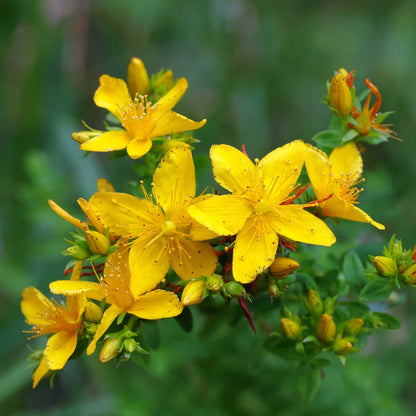 Close-up of yellow st johns wort flowers with green leaves on a blurred natural background