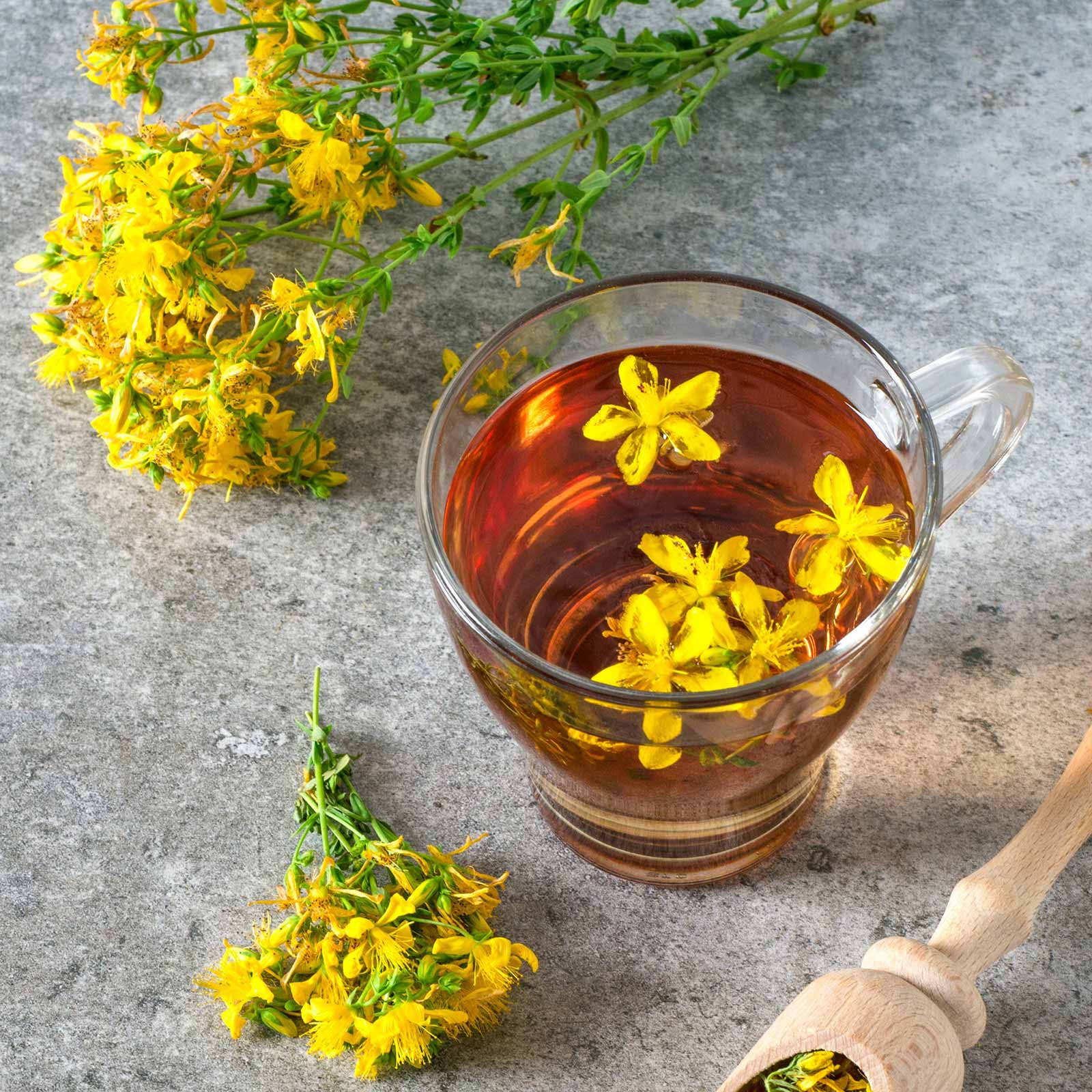 Glass of tea with yellow st johns wort flowers on a gray surface, surrounded by more yellow flowers.