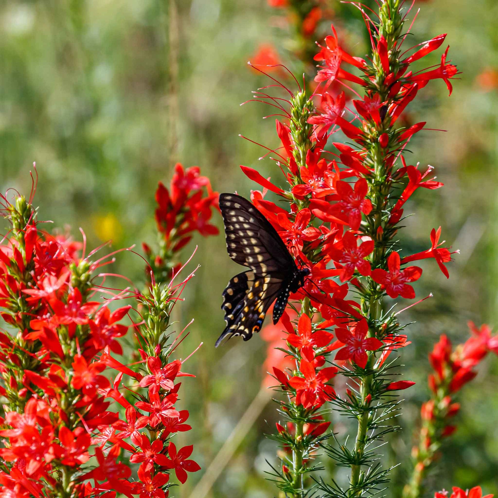 Red standing cypress flowers with a black butterfly among lush green foliage