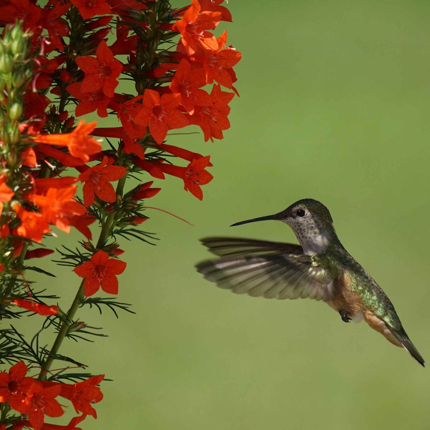 A hummingbird feeding on red standing cypress blooms against a soft green background