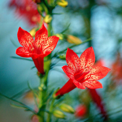 Bright red standing cypress blooms up close with a soft blurred teal background