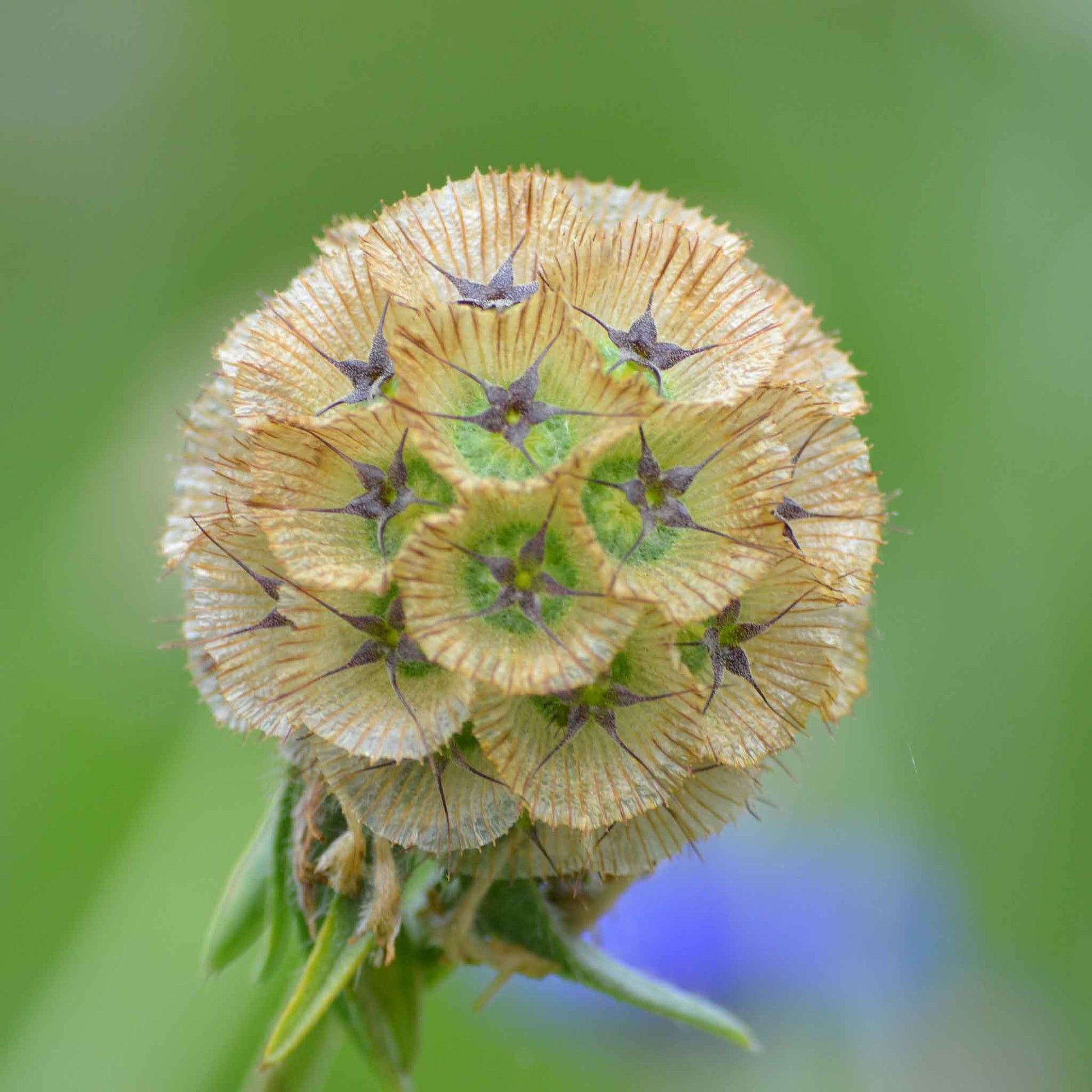 Pale cream Starflower round seed head with green petals against a blurred green background