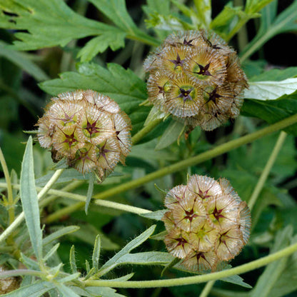 Multiple Starflower round seed heads with green stems on a blurred green background